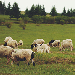 Sheep in a Pasture