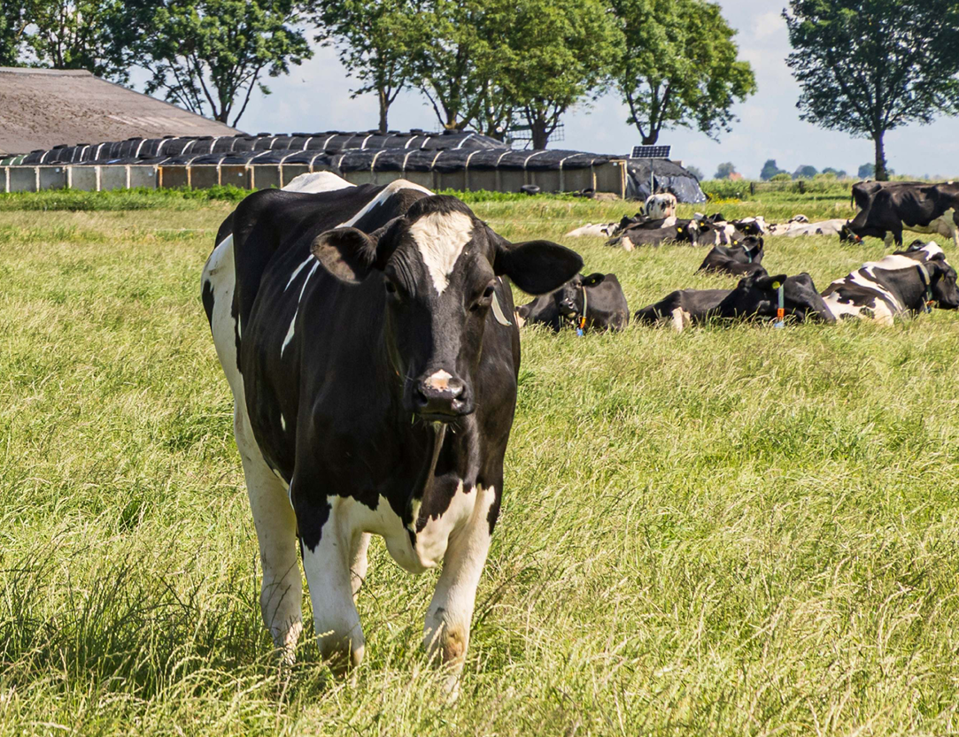 Cow in a pasture